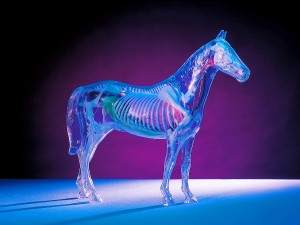 Produktfotografie, Modell eines Pferdes
